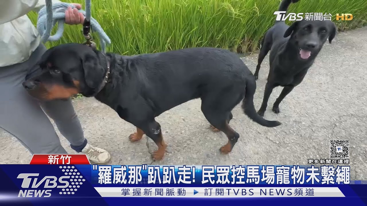 羅威納犬逛大街不繫繩!民眾控追車撲人 飼主喊冤:牠其實很溫馴