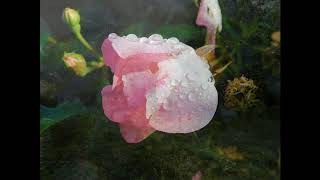 Hallelujah by Theory of a Dead Man