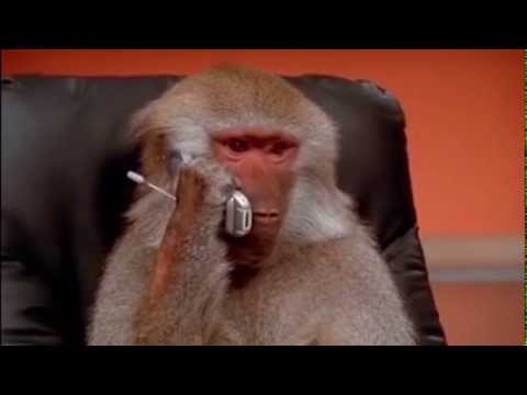 Monkey Business (Give me back my son)