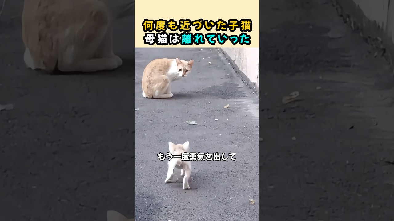 何度も近づいた子猫…母猫は離れていった