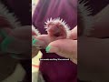 Hedgehog babies visit the vet