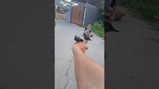 Download lagu CARA MELATIH ANAK BURUNG EMPRIT FREE FLY #emprit #shorts mp3