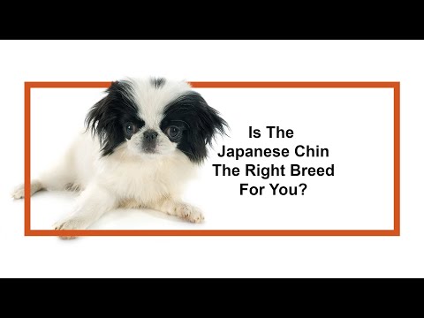 Japanese Chin Breed Video