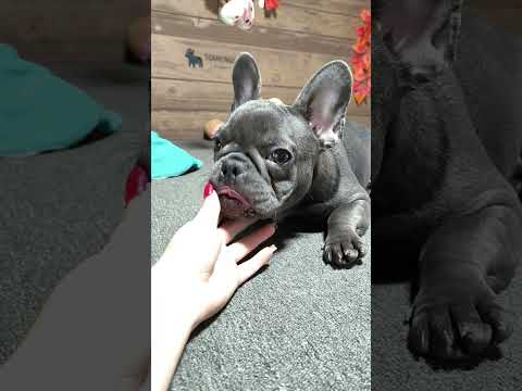 Video 1