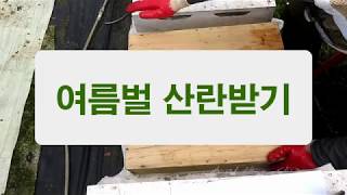 무밀기인 7, 8월 산란 받기, 주춤한 여름벌의 산란을 위한 조치
