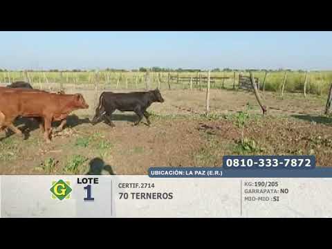 Lote Terneros en La Paz (E.Rios)