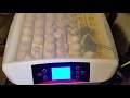 56 egg Incubator review part 3
