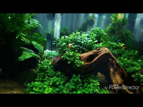 Watch Video on YouTube