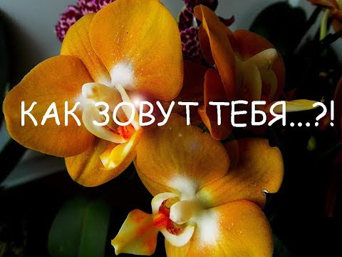 Как зовут тебя, прекрасное создание?!. 3 часть. Обзор цветущих орхидей с названиями.