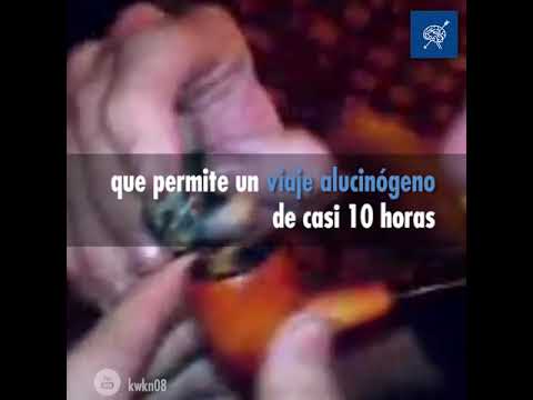 Fumar escorpiones ( El ciudadano TV)