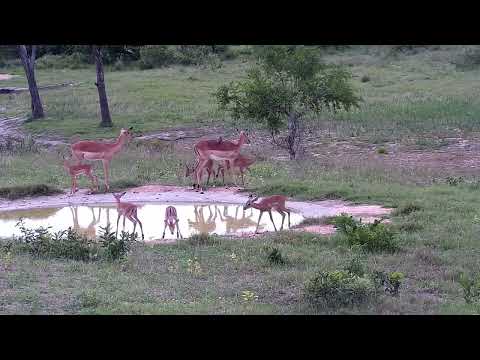Djuma: Impalas with new lambs make their way to the pan for a drink - 16:55 - 11/22/2022