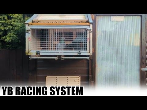 John Berry Racing Pigeons Yb loft and racing system