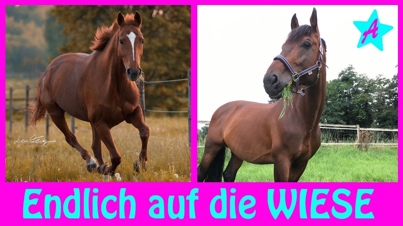 Frühlingsgefühle I Ab auf die Koppel I 1. Weidetag für Wölbchen & Canto