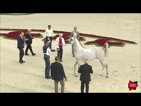 N 335 KA ASEEL ALMAJD   Sharjah International 2019