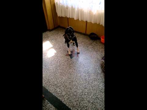 Era - agresja przy misce