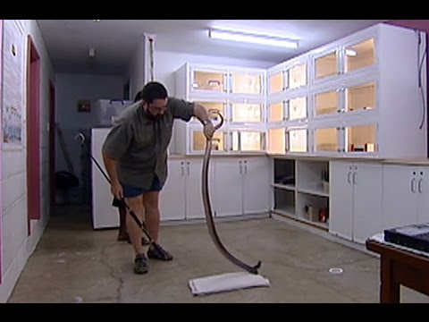 Papua New Guinea Snakes, Dangerous Liaisons - ABC tv