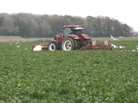 Persyn - Steelandt: Bieten rooien.