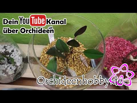 , title : '🌺🌺🌺 Orchideenregal "Rundgang" 1 🌺🌺🌺 www.Orchideenhobby.de'