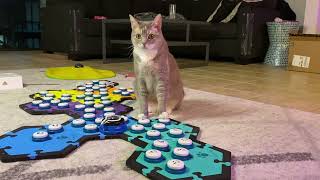 [問卦] 驚訝！貓也會用按鈕與人交流！？