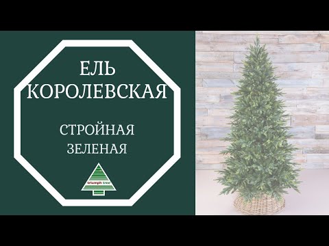 Триумф ель Королевская стройная 200 см зеленая - Видео 1