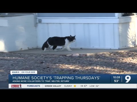 Growing group helps Humane Society tackle cat overpopulation