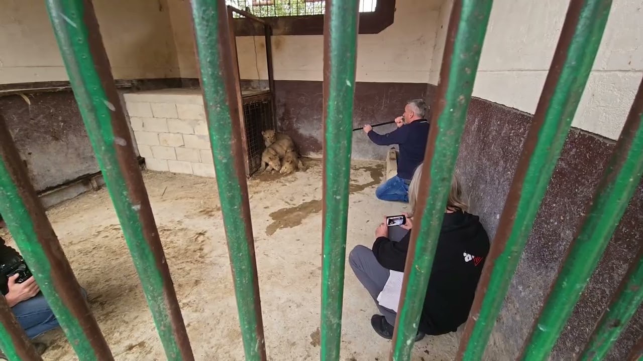 Vet Sedates Cubs with dart