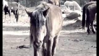 Temporary   and Eternal   -  Happy  Rhodes