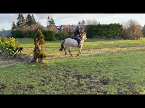 Rising 3 Y/O Connemara Gelding - Image 2