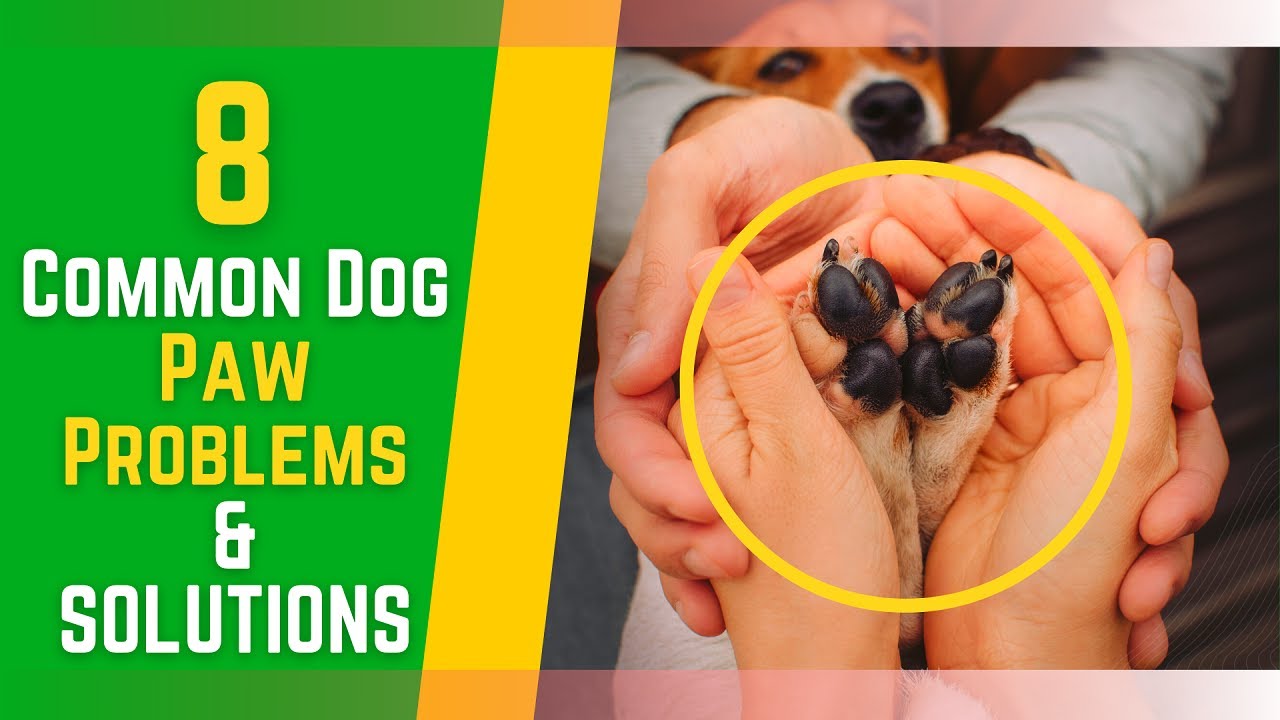 Dog Paw: 8 Most Common Dog Paw Problems - Pet Tips