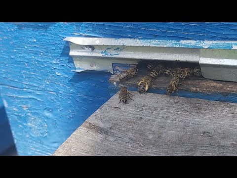 Обножка И Развитие 23апреля