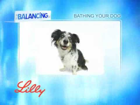 The Balancing Act Show 1160 - Lilly Companion