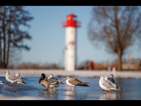 11.01.2026: Ein Bilderbuch-Wintersonntag in Ueckermünde