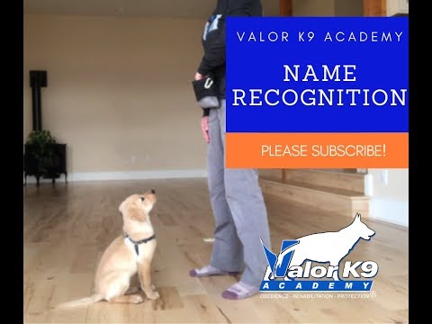 Teach Your Puppy Its Name in Just 60 Seconds! | Dog Trainer Amy Pishner | Valor K9 Academy
