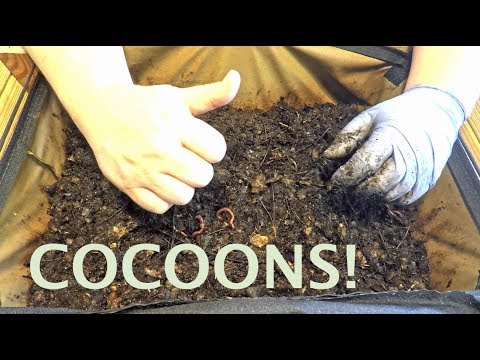 Many cocoons seen in my nightcrawler VermiBag (ANCs) - worm vermicomposting
