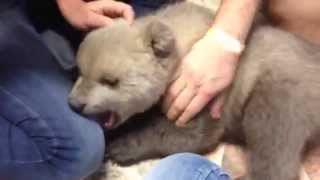 Smokey the grizzly bear cub