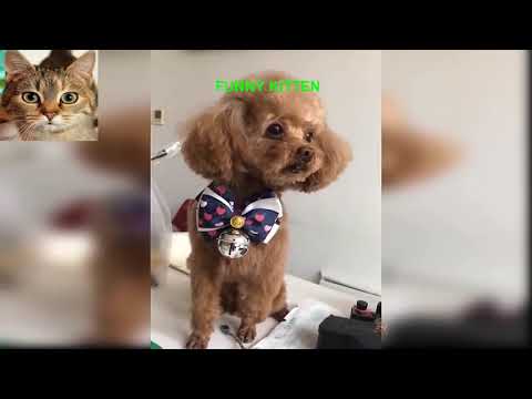 Anjing Imut - Anjing Imut dan Lucu - Video Kompilasi 11 -  Funny Dogs