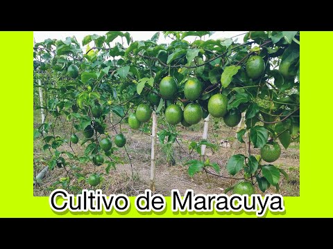 , title : 'El Cultivo de Maracuya-Paso a Paso'