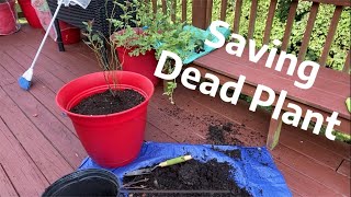 How To Bring A Dying Blueberry Bush Back To Life | Blueberry Transplanting
