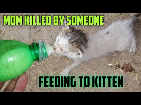 Feeding to kitten|Cat died after giving birth to child