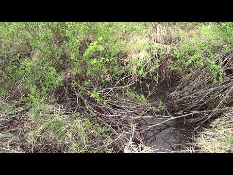 Metsolan metsäkoulu 154 - pellonmetsityksen ahdistava vaikeus.