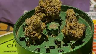Cali-X Biscof T24 Biscotti Medical Cannabis⚠️⚠️ (18+)