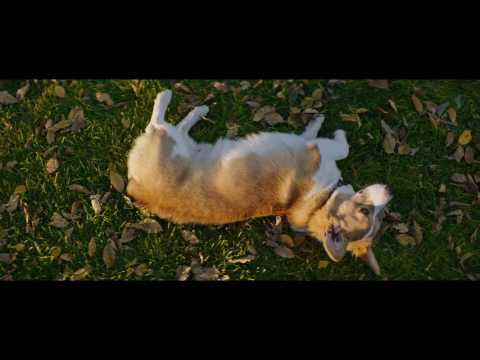 MES VIES DE CHIENS - Extrait - " Coup de foudre " - VF