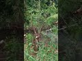 Brush Cutter Power Weader Earth Auger Knaspack Sprayer Chain Saw Seeder 9996702496 8950084431