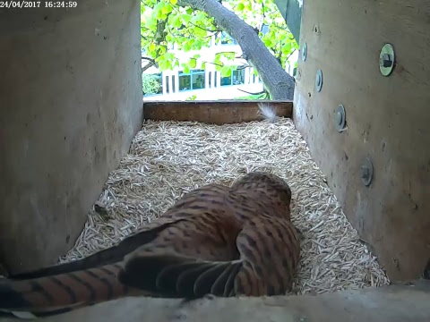 Kestrel nest box (inside)