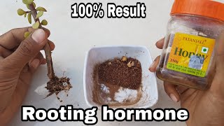 How to make Rooting hormone at home with 100% result, Organic Rooting Hormone