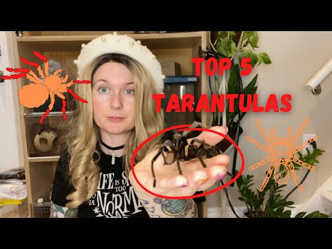 Top 5 Tarantula Species to Own!
