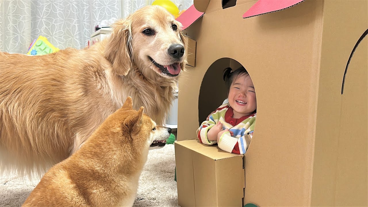 1歳児が開いたお店に通い詰める豆柴とゴールデンレトリバー