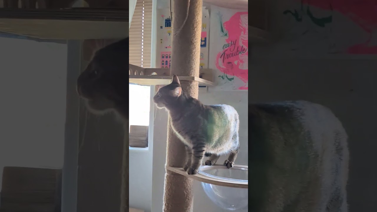 Bowie, an adopted Tabby in Pearland, TX video 5/6