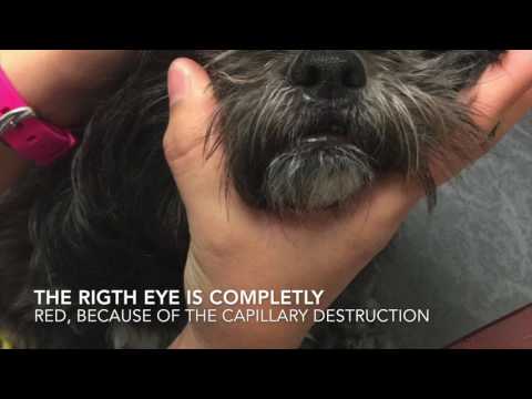 Rocky needs your help