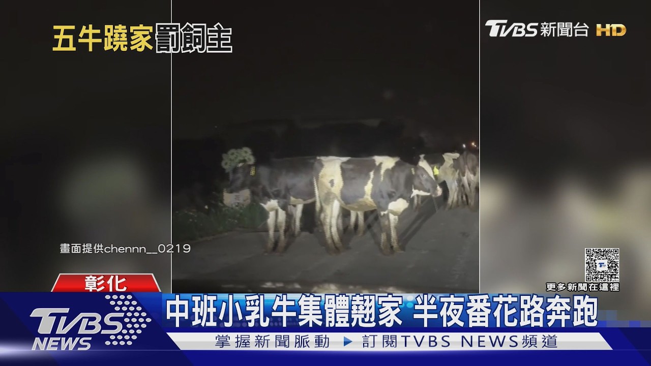 柵欄沒鎖好慘了！6乳牛深夜「逆向暴走」　路人目擊超傻眼